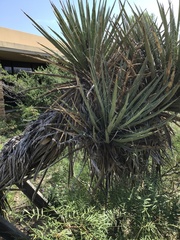 Yucca torreyi