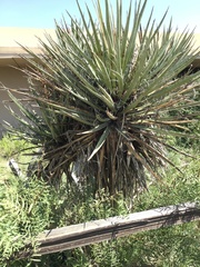 Yucca torreyi
