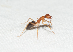 Camponotus bermudezi