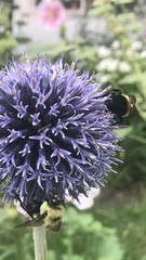 Bombus
