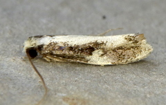 Monopis dorsistrigella