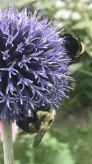 Bombus
