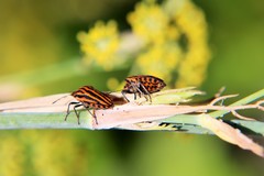 Graphosoma lineatum siciliensis