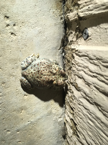 iNaturalist observation photo of Red-spotted Toad