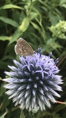Polyommatus icarus