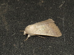 Pandesma submurina