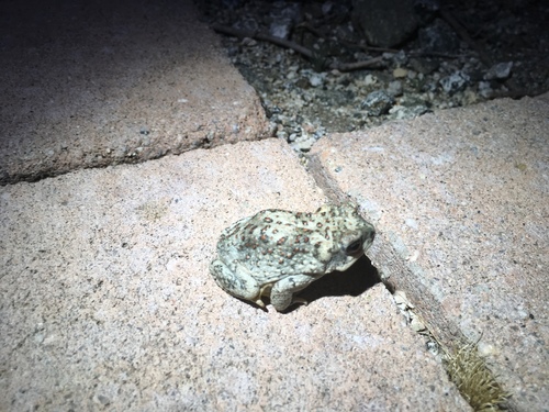 iNaturalist observation photo of Red-spotted Toad