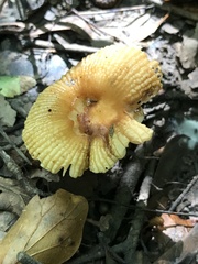 Russula pectinatoides