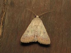 Pandesma submurina