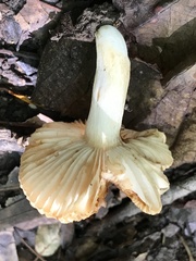 Russula pectinatoides