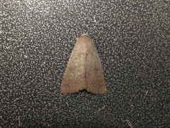 Pandesma submurina