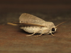 Pandesma submurina