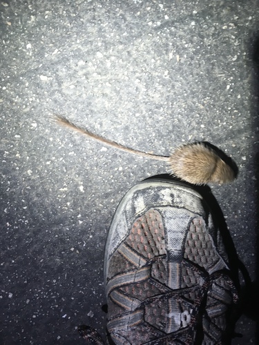 iNaturalist observation photo of Spiny Pocket Mouse