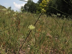 Asclepias stenophylla