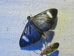 Erilusa