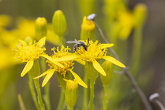 Lasioglossum pavonotus