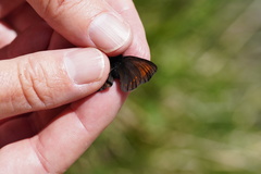 Erebia pharte