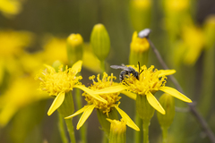 Lasioglossum pavonotus