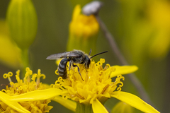 Lasioglossum pavonotus