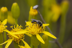Lasioglossum pavonotus