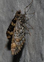 Electrophaes marginata