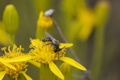 Lasioglossum pavonotus