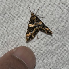Electrophaes marginata
