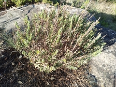 Thymelaea tinctoria