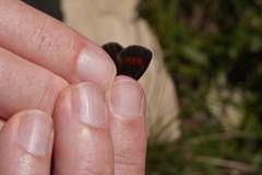 Erebia pharte