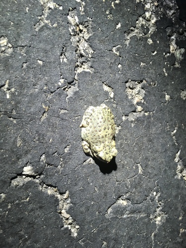 iNaturalist observation photo of Red-spotted Toad