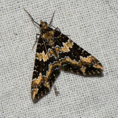 Electrophaes marginata
