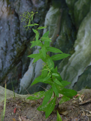 Hieracium paniculatum