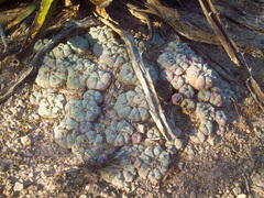 Lophophora williamsii