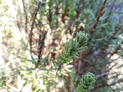 Thymelaea tinctoria