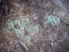 Lophophora williamsii