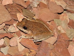 Litoria coplandi