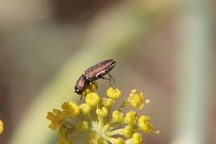 Anthaxia umbellatarum
