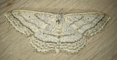 Scopula ancellata