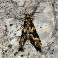 Electrophaes marginata