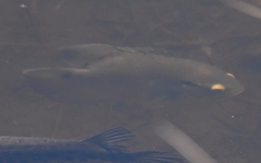 Astronotus ocellatus