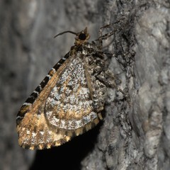 Electrophaes marginata