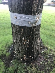 Lymantria dispar dispar