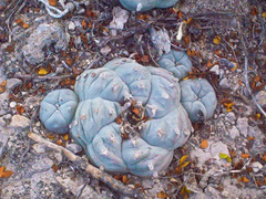 Lophophora williamsii
