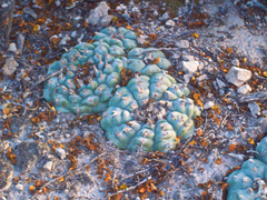 Lophophora williamsii