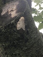 Lymantria dispar dispar