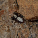 photo of Intertidal Jumping Spider (Terralonus californicus)