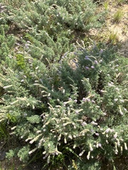 Dalea villosa