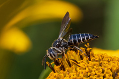 Coelioxys octodentatus
