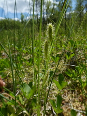 Carex rotundata