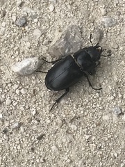 Lucanus tetraodon